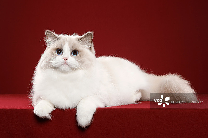 布偶猫图片素材