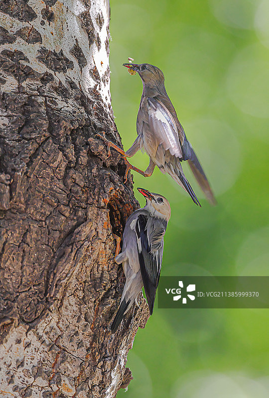 差点“撞车” 一对丝光椋图片素材