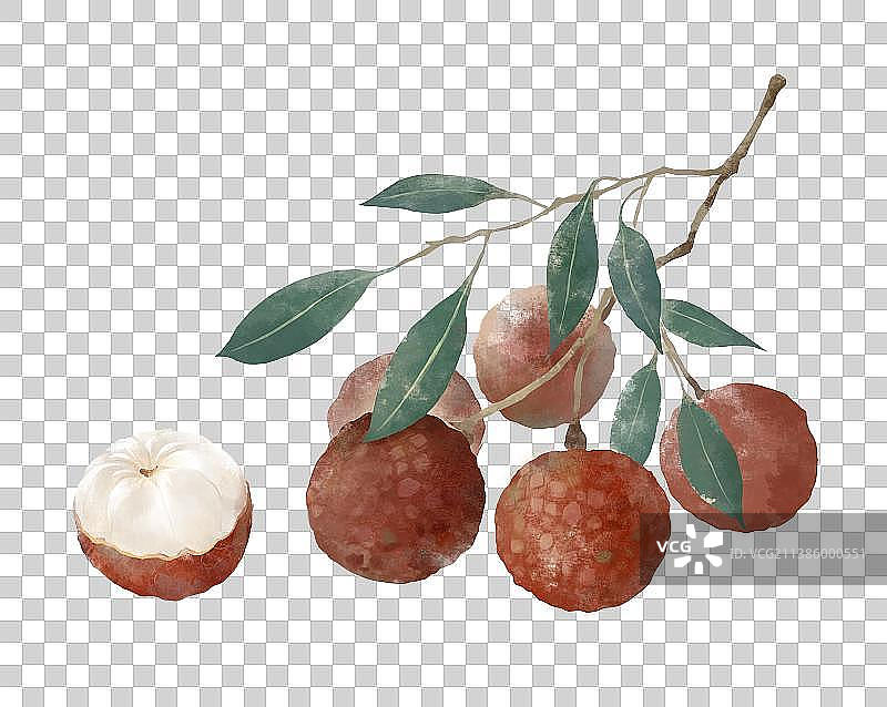 夏天水果荔枝插画元素图片素材