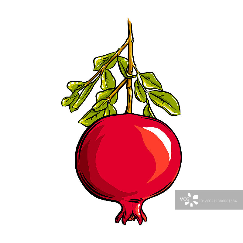 植物上的彩色异国情调石榴果实图片素材