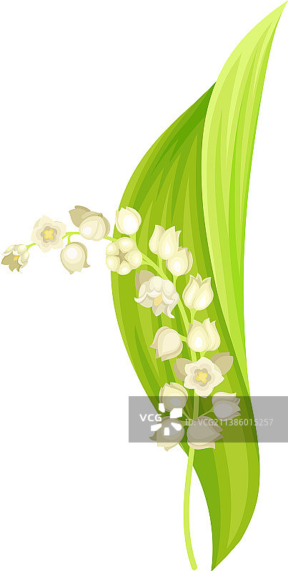 铃兰花：清新春日图片素材