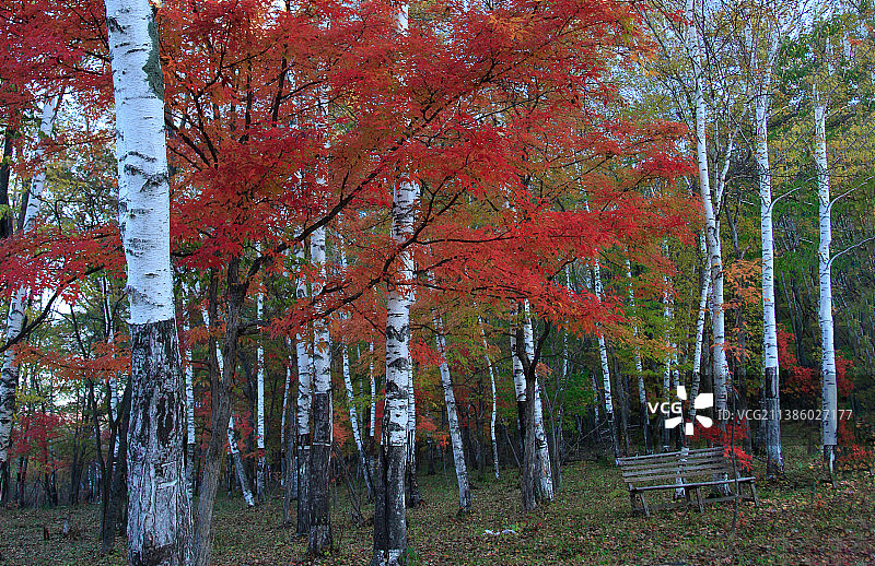 秋色依恋图片素材