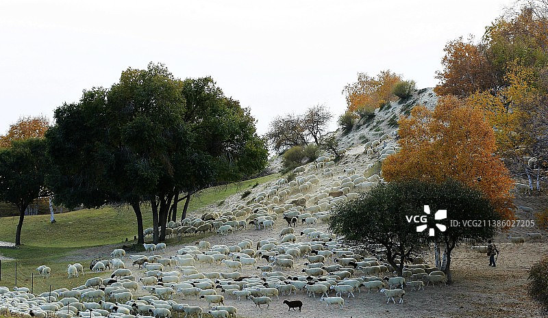 乌兰布统金秋图片素材