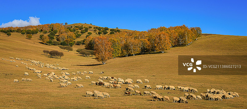 乌兰布统金秋图片素材