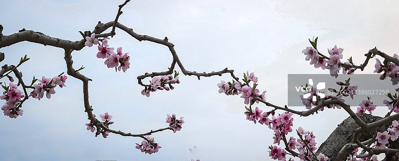 鸭绿江畔桃花开图片素材