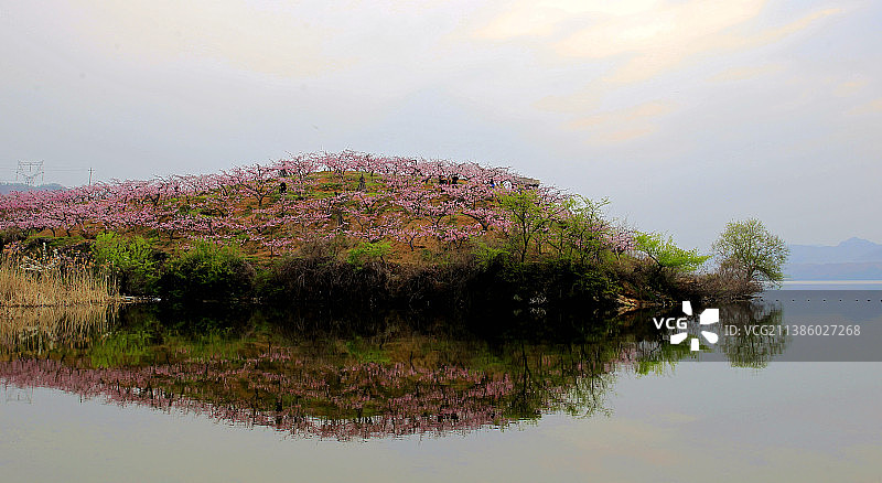 鸭绿江畔桃花开图片素材