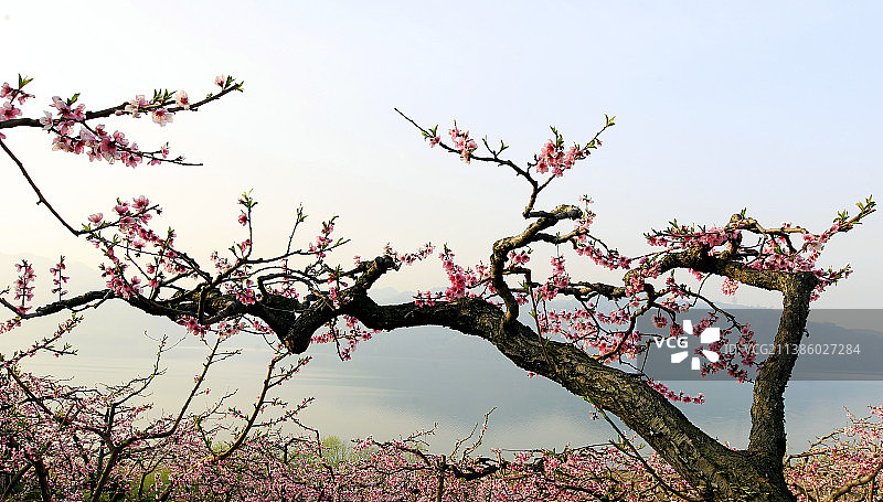 鸭绿江畔桃花开图片素材