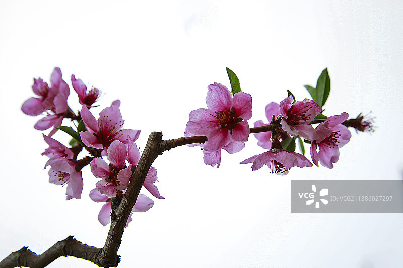 鸭绿江畔桃花开图片素材