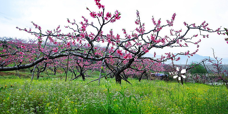 鸭绿江畔桃花开图片素材
