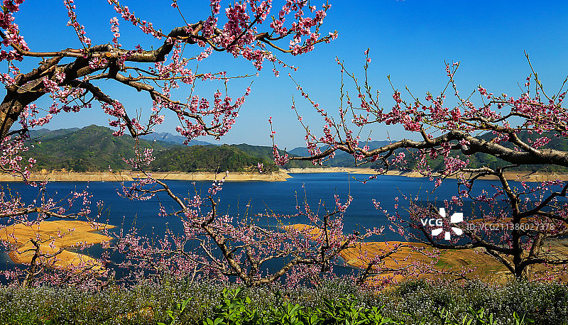 鸭绿江畔桃花开图片素材