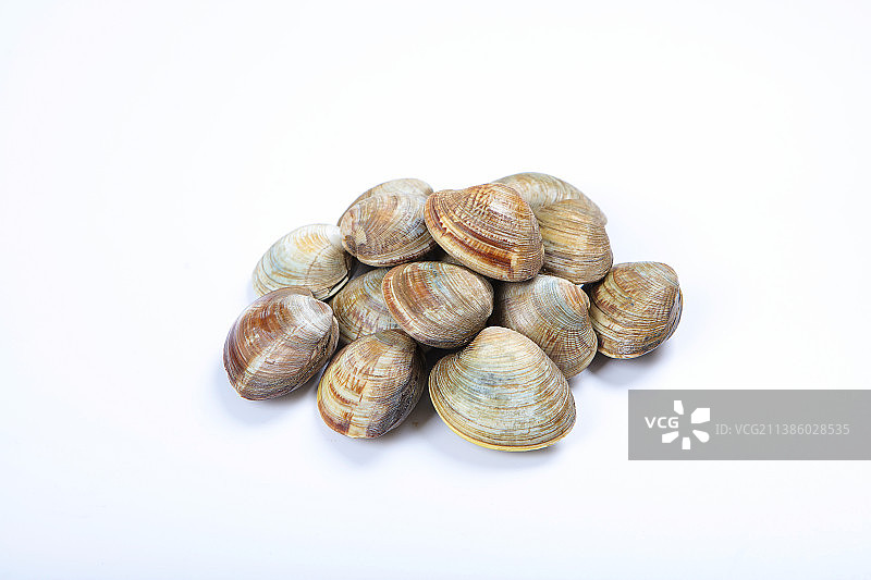 大量新鲜的蛤蜊图片素材