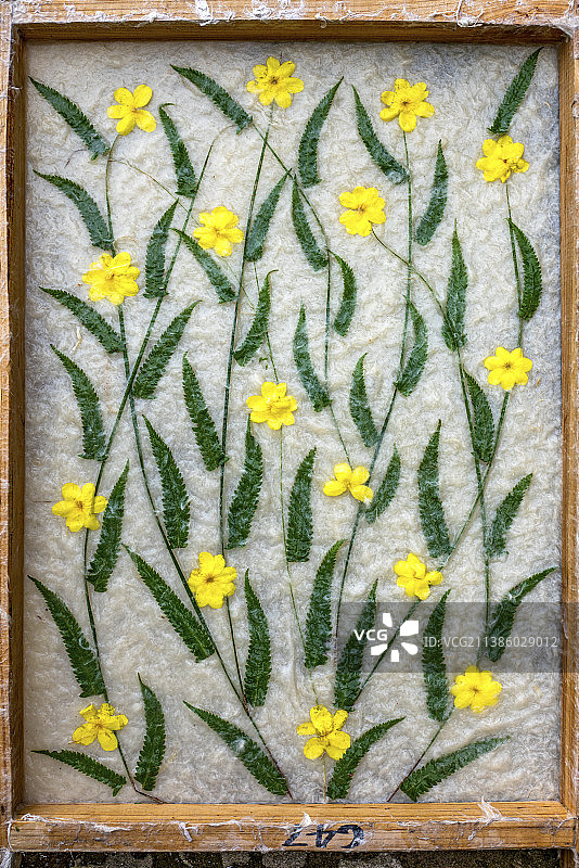 贵州黔东南苗族侗族自治州丹寨县石桥村手工花样造纸工场图片素材