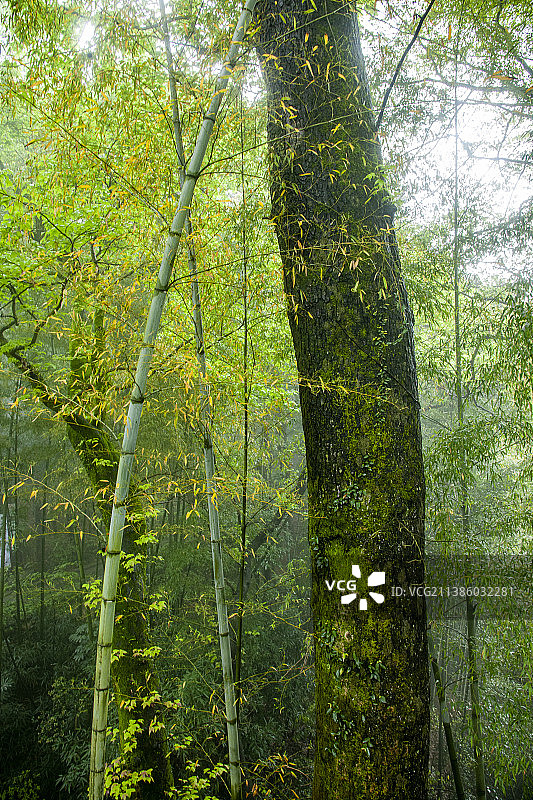 浙江省宁波市奉化区溪口雪窦山妙高台翠绿的山林图片素材