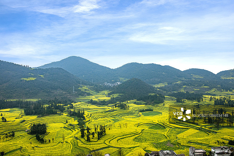 云南曲靖市罗平县螺丝田油菜花田野图片素材