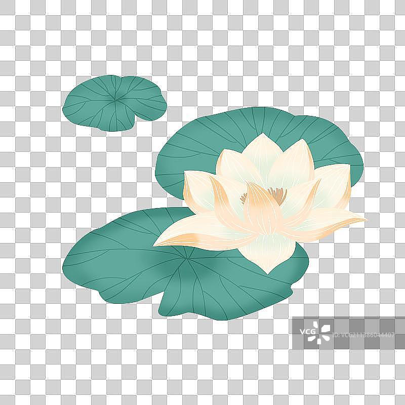 夏季荷花素材图片素材