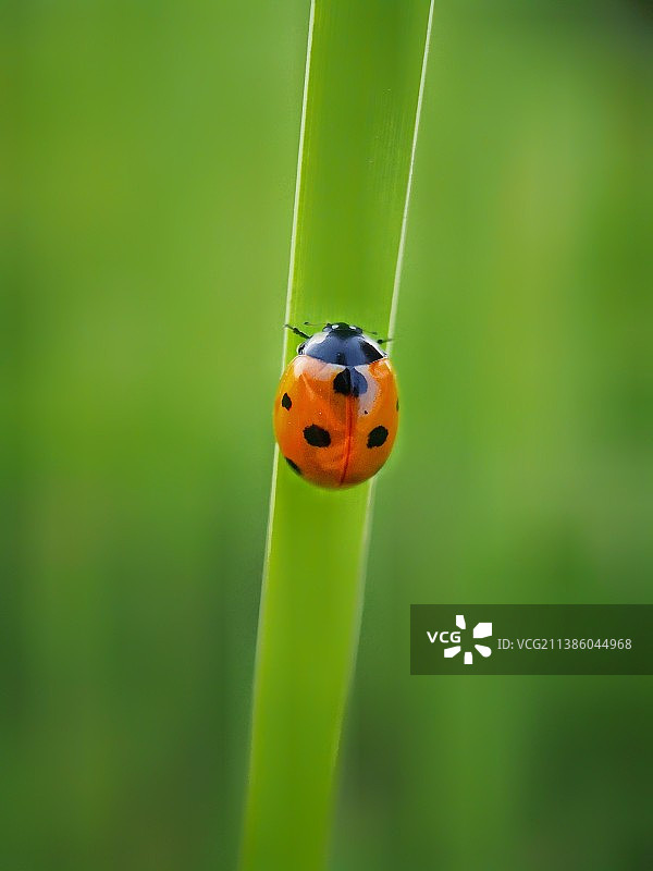 一点红•瓢虫图片素材
