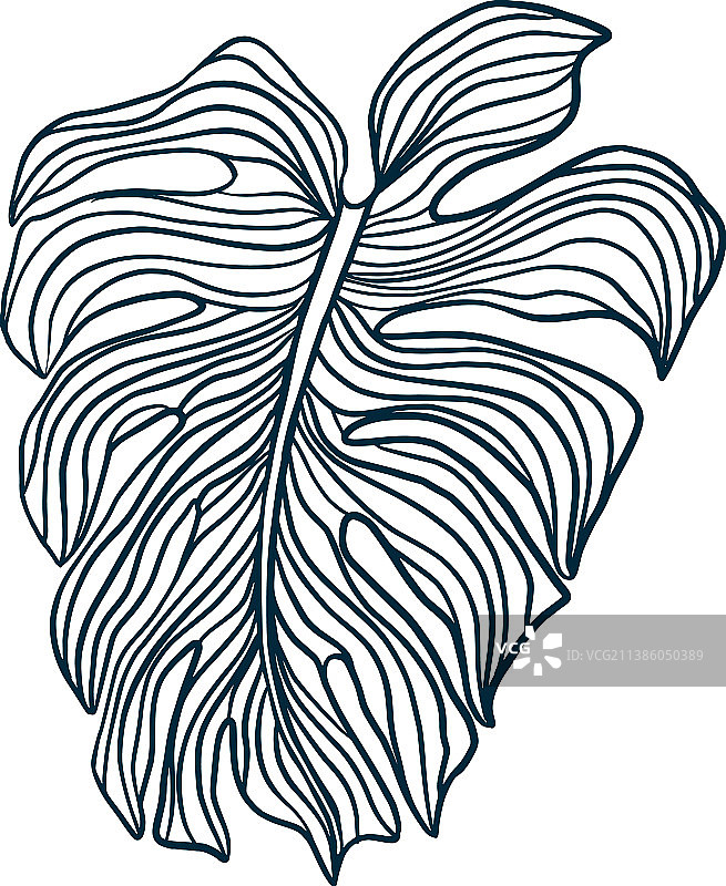 轮廓：龟背竹叶和热带棕榈叶图片素材