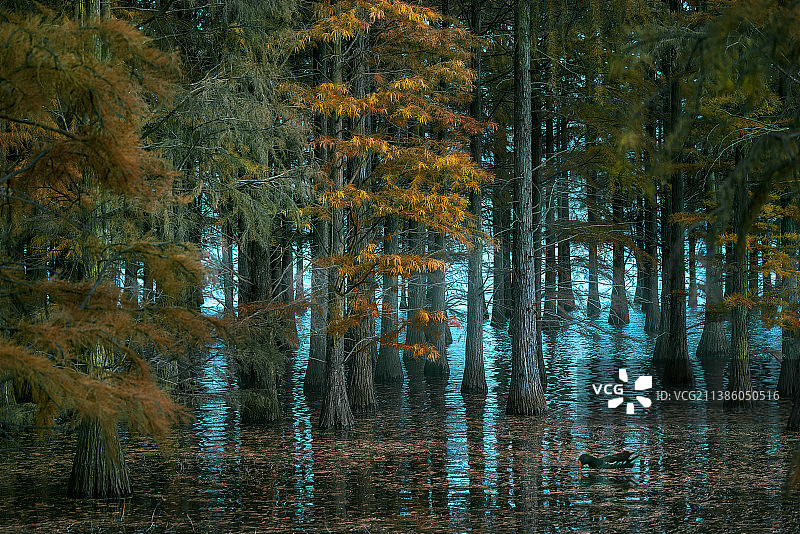 秋日池杉林图片素材