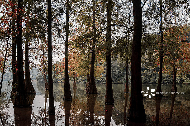 红杉林图片素材
