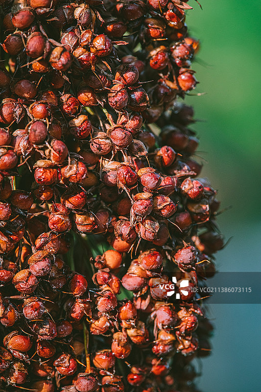 有机无公害的成熟高粱图片素材