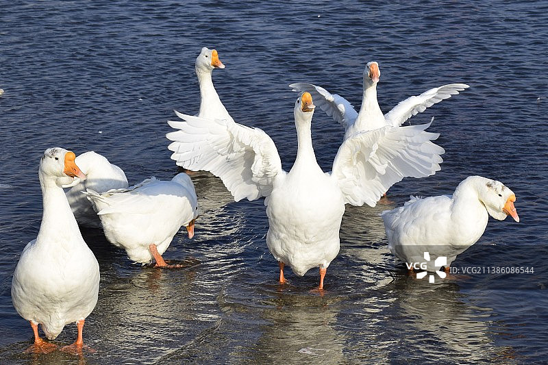 水中鹅影图片素材
