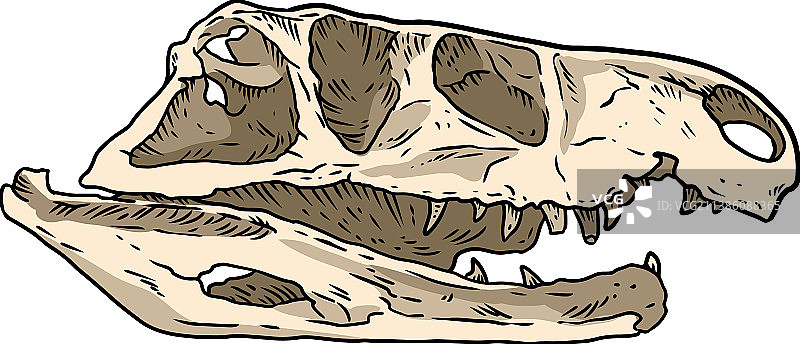 手绘的槽齿类爬行动物石化头骨图片素材