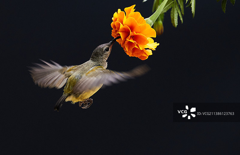 蜂鸟采蜜图片素材