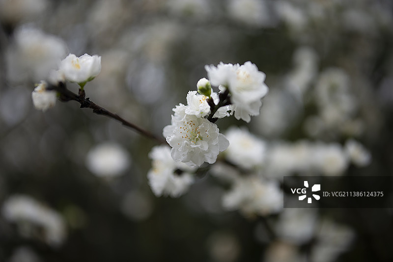 冰清玉洁·花图片素材