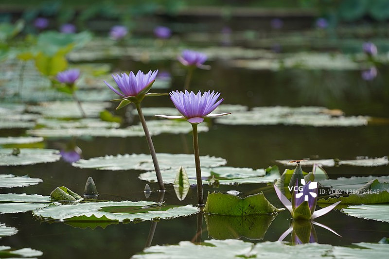 西双版纳曼听公园睡莲图片素材