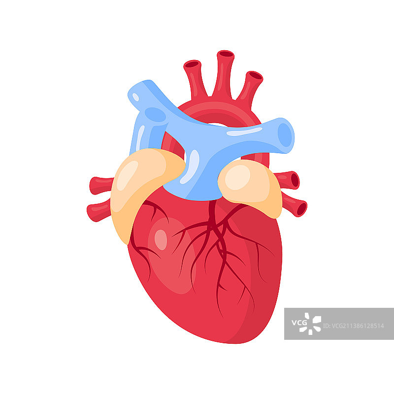 卡通风格的心脏医疗概念图片素材
