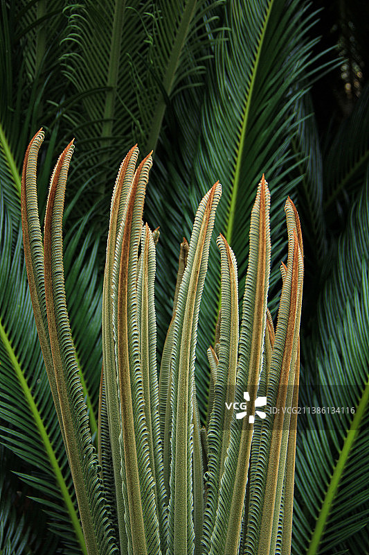 铁树 苏铁 嫩叶 夏天 叶片 特写图片素材