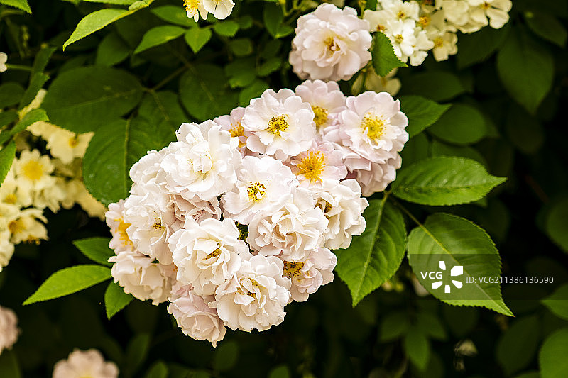 蔷薇花图片素材