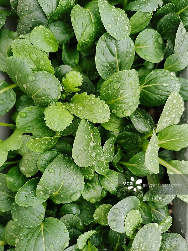 雨中的青菜图片素材