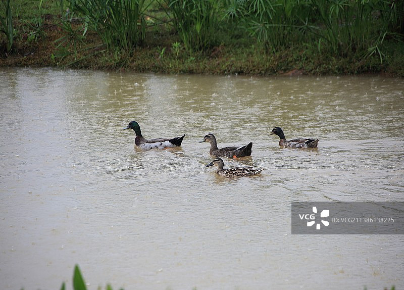 自然生态雨中野鸭徜徉壁纸美图图片素材