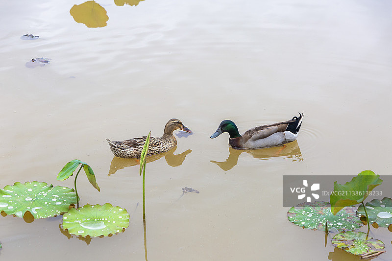 自然生态雨中野鸭徜徉壁纸美图图片素材
