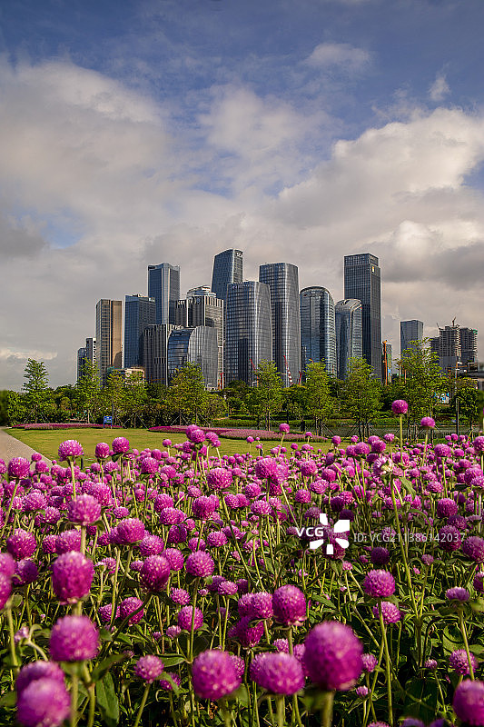 生如夏花/深圳前海新貌图片素材