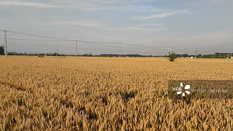 麦田里的夏天图片素材