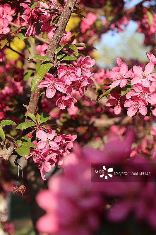 一簇春红图片素材