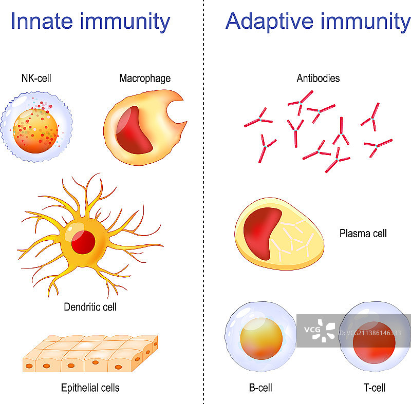 适应性免疫与先天免疫图片素材