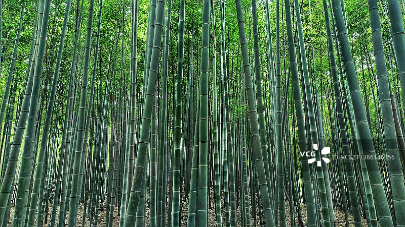 竹林的低角度观图片素材