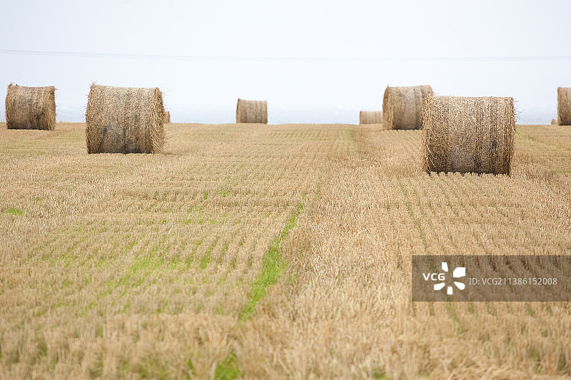收获后的麦田图片素材