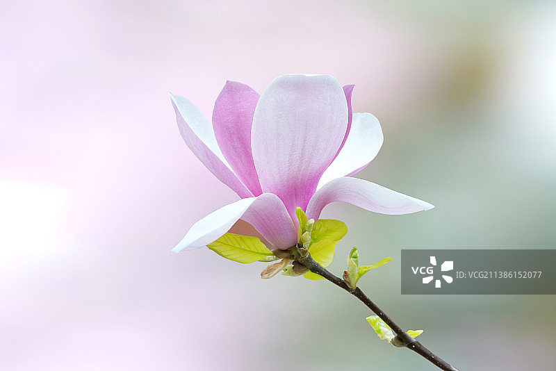 玉兰花图片素材