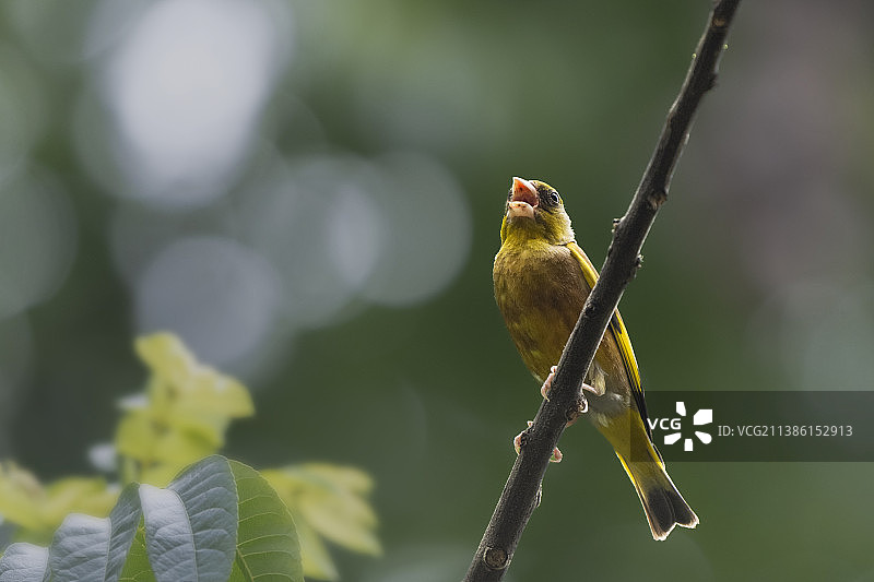 金翅雀栖息在树枝上的特写镜头图片素材