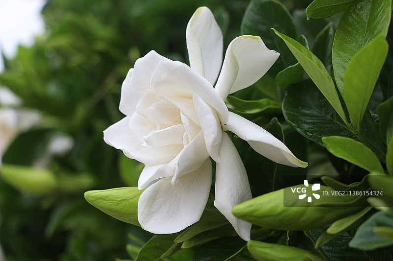 栀子花开图片素材