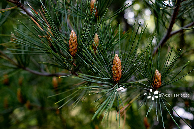 新生命图片素材