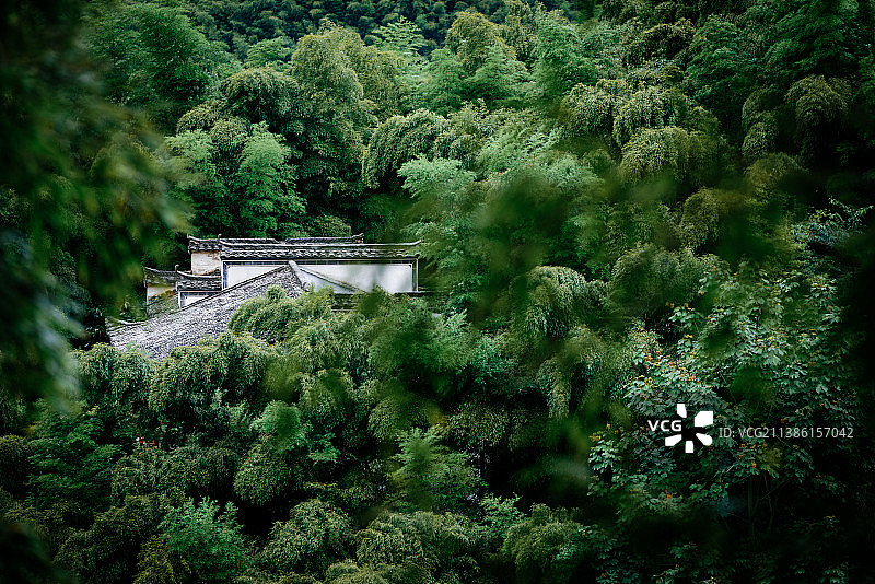 木坑竹海图片素材