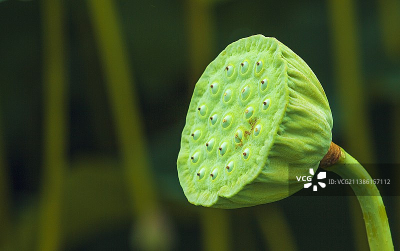 荷塘里的莲蓬特写镜头图片素材