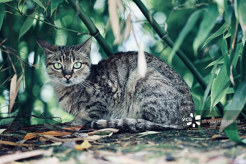 猫坐在户外的肖像图片素材