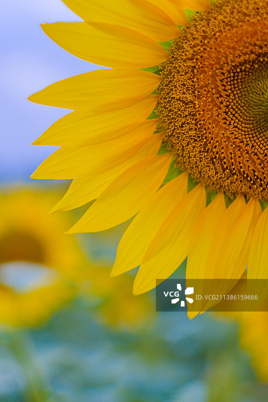 向日葵图片素材