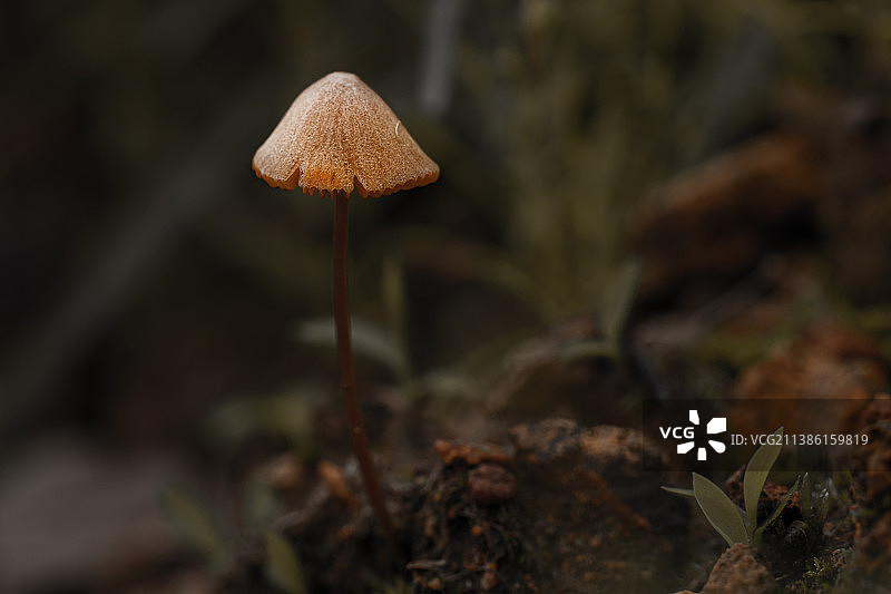 野外草地上的一个小伞菇图片素材